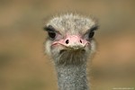 Struisvogel (Zuid-Af
